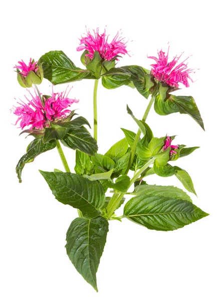 醒目的粉红色花朵的深红 beebalm — 图库照片