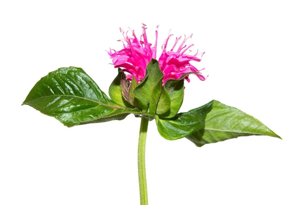 Closeup of a Crimson Beebalm flower — Stock Photo, Image