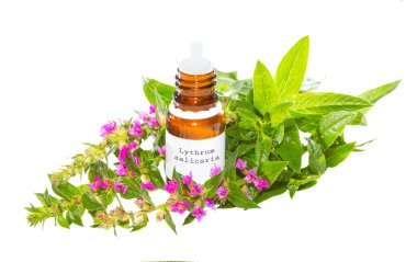 esans lythrum salicaria bitki