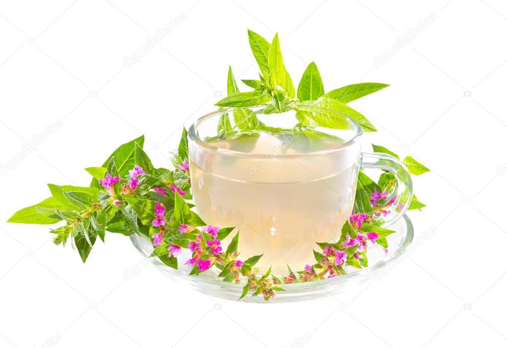 Tea or infusion of Purple lythrum