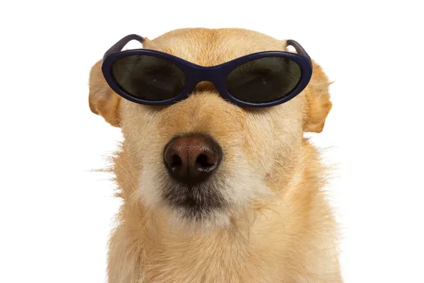 Cool mec chien portant des lunettes de soleil — Photo