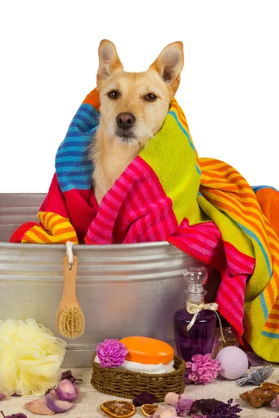 Cute dog drying off after a bath — Stock Photo, Image