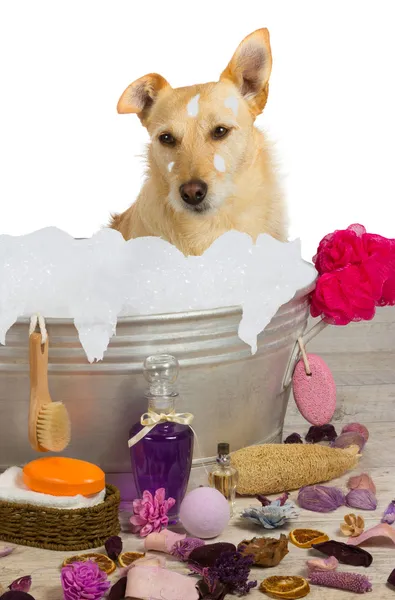 Mignon terrier assis dans un bain plein de bulles Images De Stock Libres De Droits