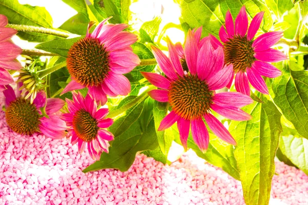 Krásné fialové echinacea květiny — Stock fotografie