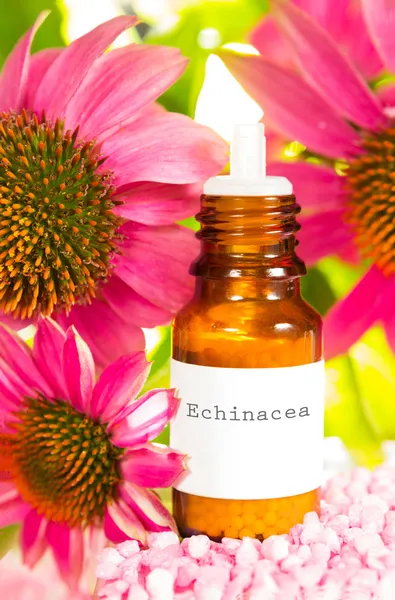 Bottle of Echinacea essential oil and flowers — Stock Photo, Image