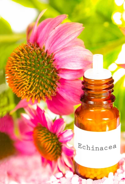 Echinacea essential oil — Stock Photo, Image