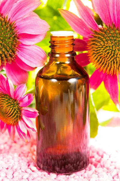 Rostliny Echinacea extrakt — Stock fotografie