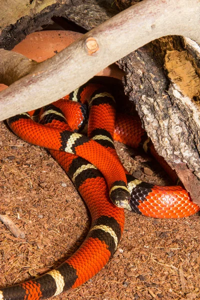 Sinaloan Milk Snake in captivity — Stock Photo, Image