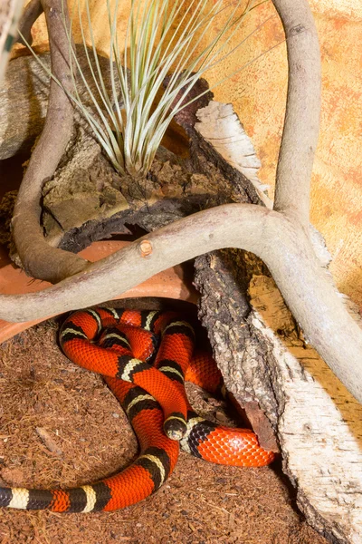 Red Sinaloan Milk Snake in a terrarium — Stock Photo, Image