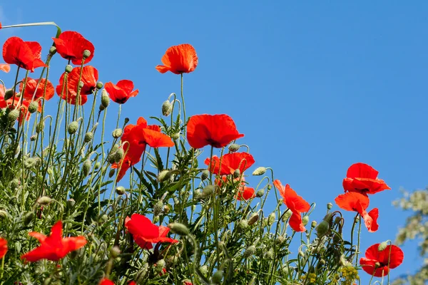 Poppy flowers Royalty Free Stock Images