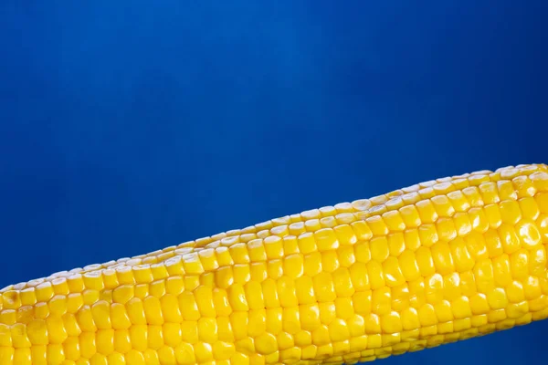 Espiga de milho cozido em um fundo azul — Fotografia de Stock