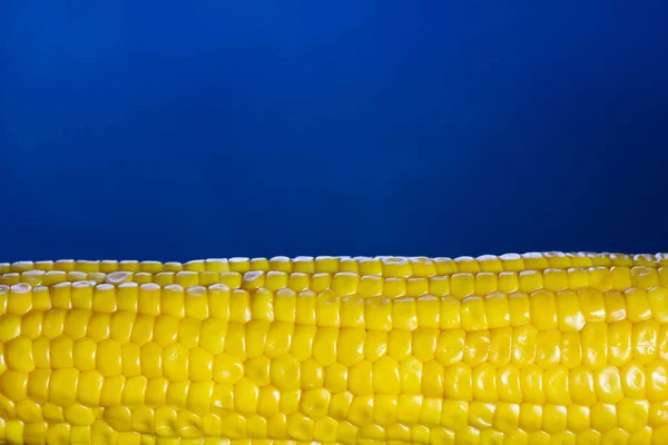 Cob of boiled corn on a blue background — Stock Photo, Image