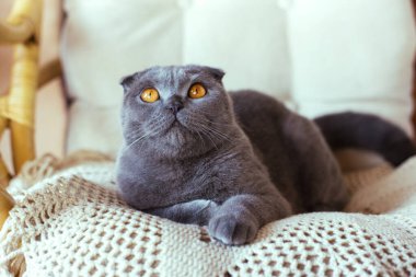 Gri İskoç kedisi sandalyede oturuyor.