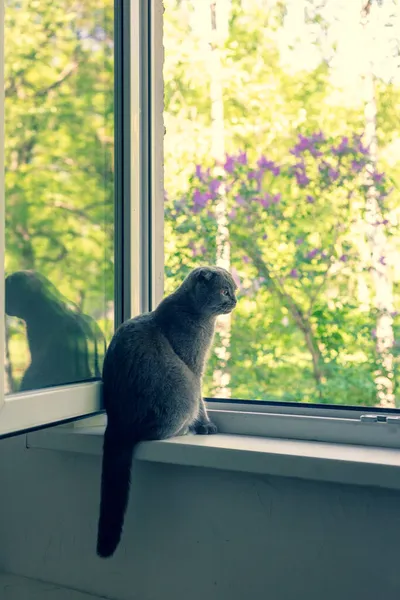 Η γάτα κάθεται στο περβάζι του παραθύρου και κοιτάζει έξω από το παράθυρο — Φωτογραφία Αρχείου