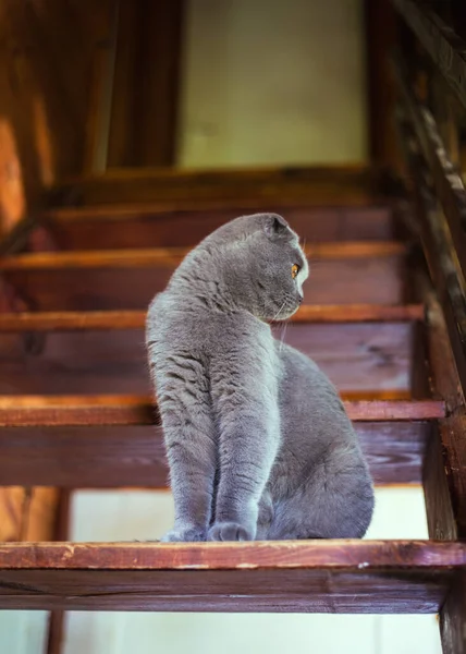 Gatto scozzese grigio pieghevole seduto su gradini di legno — Foto Stock
