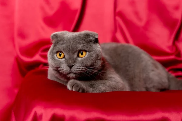 Gri kedi kırmızı bez üzerinde. İskoç kedisi. — Stok fotoğraf