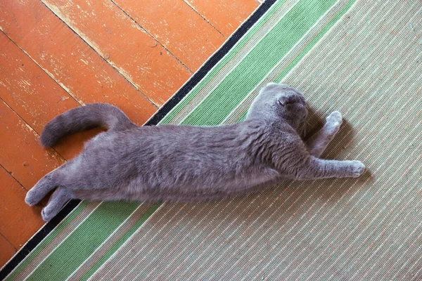 Gato cinzento em pano vermelho. Escocês gato dobrável. — Fotografia de Stock