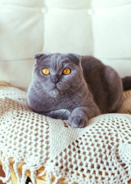 Gri İskoç kedisi sandalyede oturuyor.