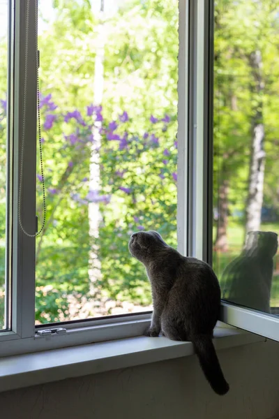 O gato se senta no peitoril da janela e olha pela janela — Fotografia de Stock