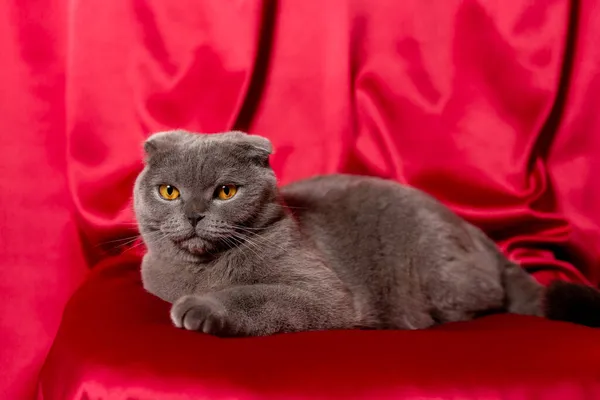 Šedá kočka na červeném plátně. Skotská skládací kočka. — Stock fotografie