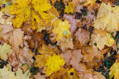 Sonbahar akçaağaç yaprakları ormanda yerde.