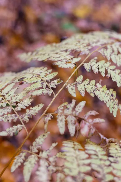 Foglie di felce autunnale ingiallite nella foresta — Foto Stock