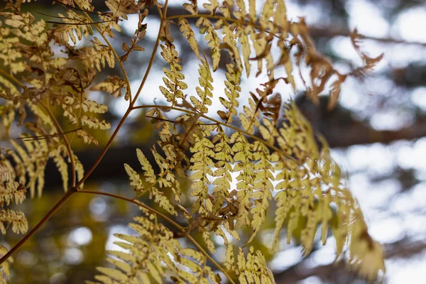 Hojas de helecho amarillentas de otoño en el bosque —  Fotos de Stock