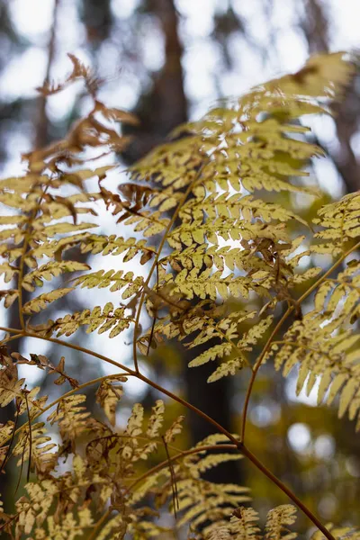 Foglie di felce autunnale ingiallite nella foresta — Foto Stock