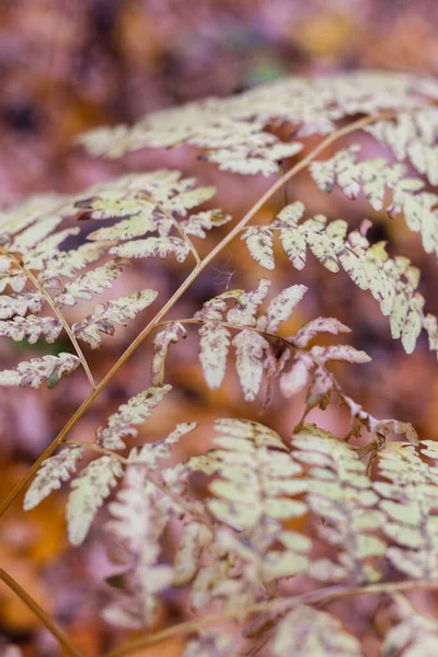 Foglie di felce autunnale ingiallite nella foresta — Foto Stock