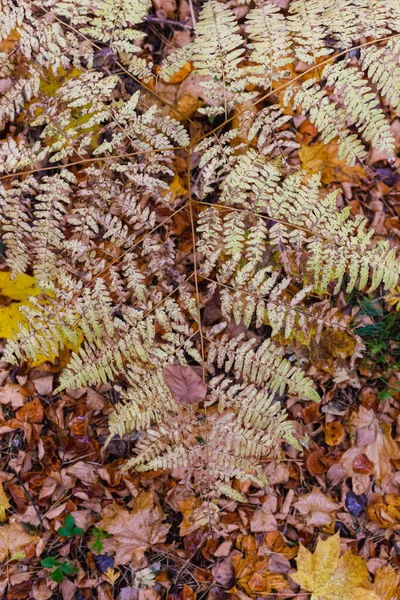 森の中の黄色い秋のシダの葉 — ストック写真