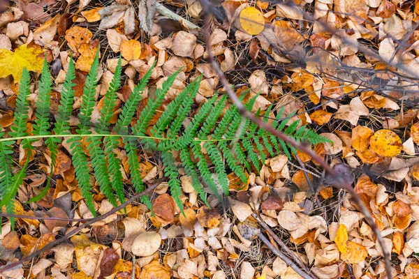 緑のシダの葉は黄色の秋の葉の上に地面にあります — ストック写真