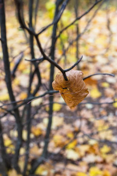 Beaucoup de feuilles jaunes d'automne dans la forêt — Photo