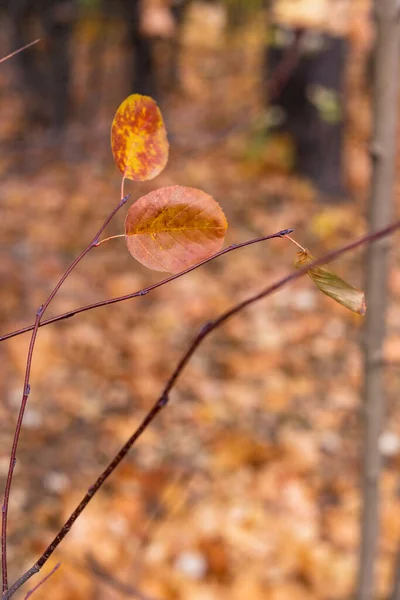 Багато жовтих осінніх листя в лісі — стокове фото
