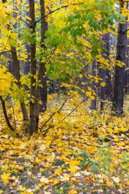 Ormanda bir sürü sarı sonbahar yaprağı