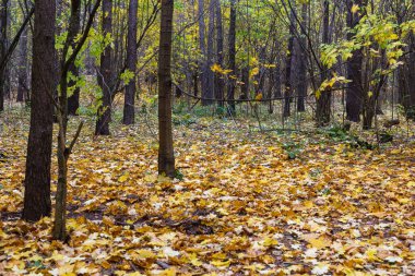 Ormanda bir sürü sarı sonbahar yaprağı