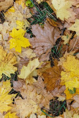 Sonbahar akçaağaç yaprakları ormanda yerde.