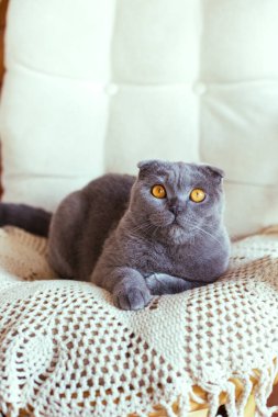 Gri İskoç kedisi sandalyede oturuyor.