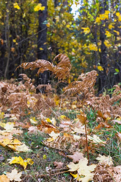 Muchas hojas amarillas de otoño en el bosque — Foto de Stock