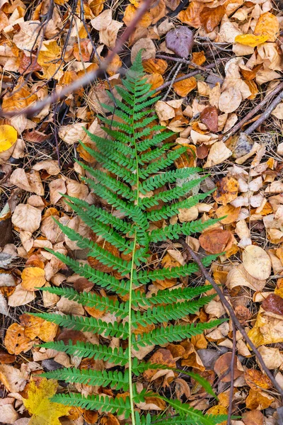 Зелений лист папороті лежить на землі на жовтому осінньому листі — стокове фото