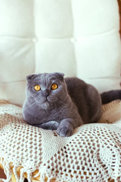 Grigio scozzese piega gatto seduto su una sedia — Foto Stock