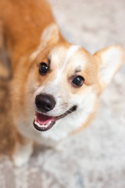 Şirin, neşeli zencefilli corgi yavrusu. Soylu köpek..