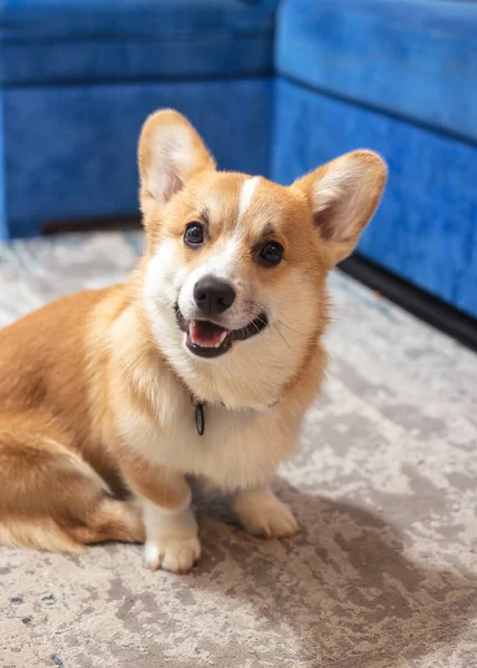 Cute, playful ginger corgi puppy. Pedigree dog. — Stock Photo, Image