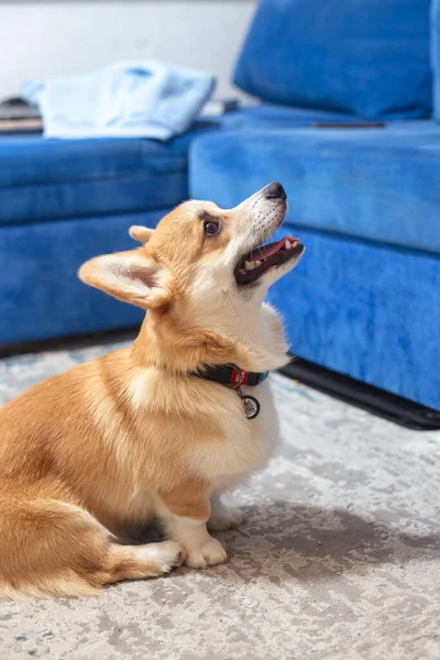 Cute, playful ginger corgi puppy. Pedigree dog. — Stock Photo, Image