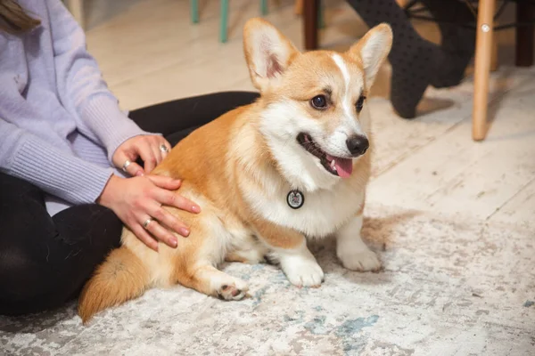 Şirin, neşeli zencefilli corgi yavrusu. Soylu köpek..