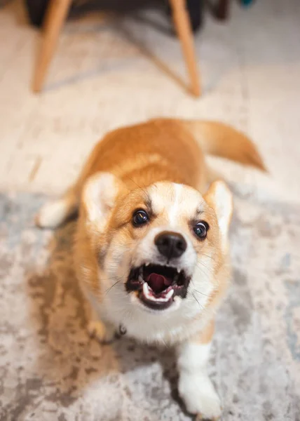 Corgi puppy barks and tries to attack — Stock Photo, Image