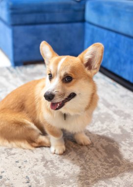 Şirin, neşeli zencefilli corgi yavrusu. Soylu köpek..