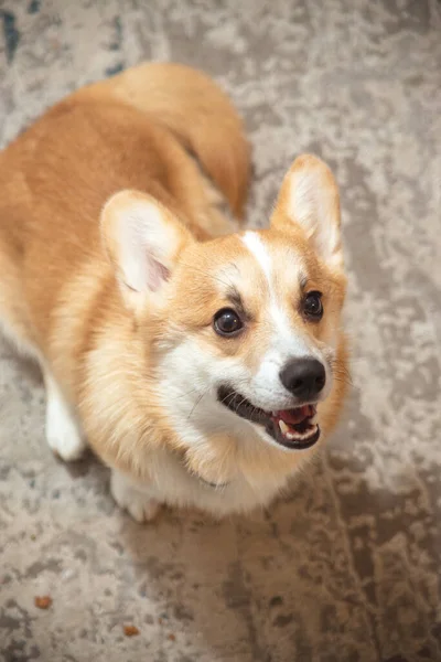 Cute, playful ginger corgi puppy. Pedigree dog. — Stock Photo, Image