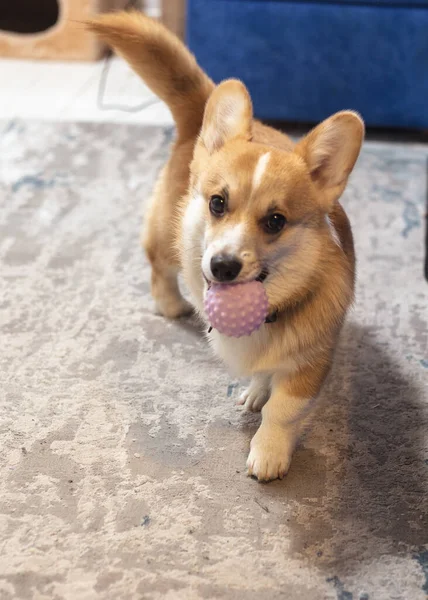 Anjing corgi jahe lucu yang lucu. Anjing keturunan.. — Stok Foto