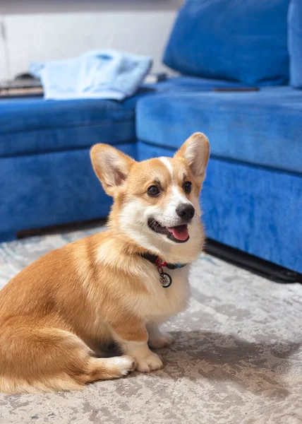 Bonito, filhote de cachorro de gengibre brincalhão. Cão genealógico. — Fotografia de Stock