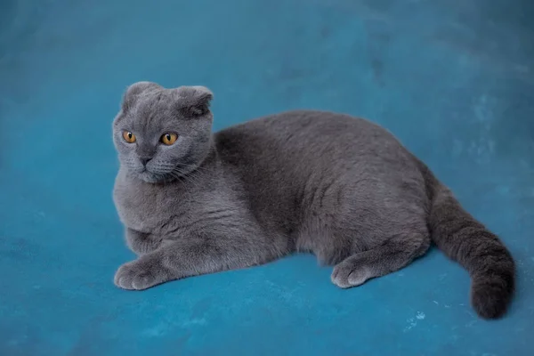Szary szkocki krotnie kot na niebieskim tle — Zdjęcie stockowe
